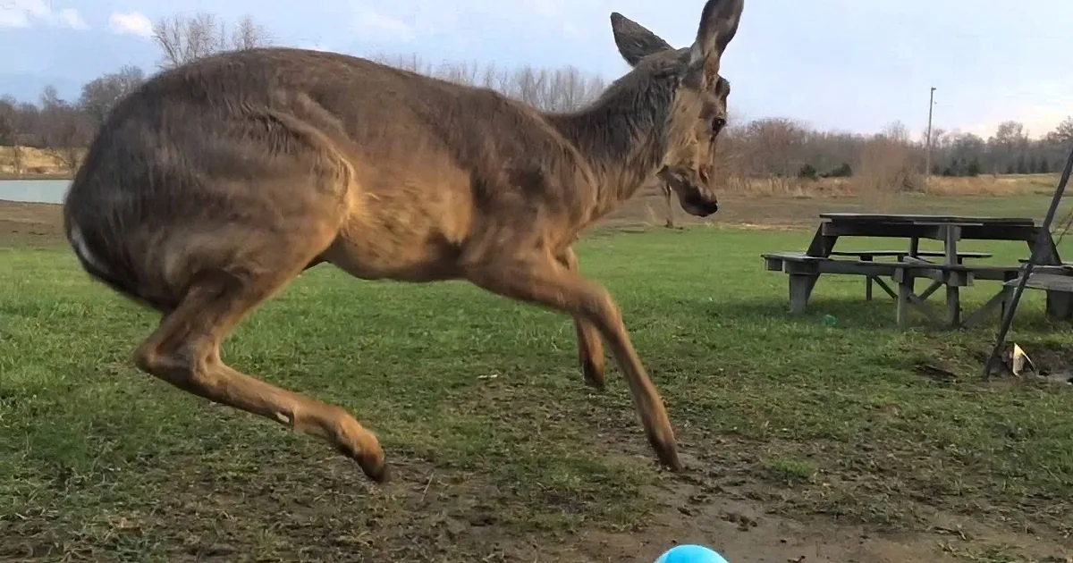 Woman Gives a Blue Ball to a Deer. but the Way He Plays? It''s Too Adorable!