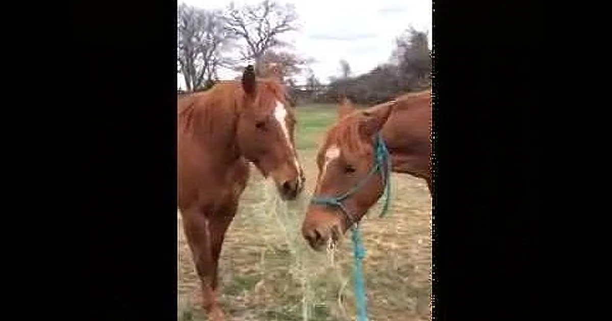 Two brown horses, one with a white stripe, stand in a grassy field, one wearing a blue halter.