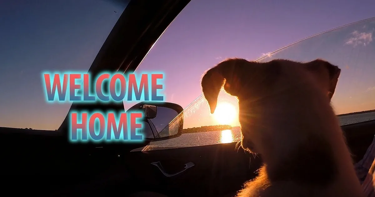 A dog leans out of a car window, gazing at the sunset, with "WELCOME HOME" text overlaid.