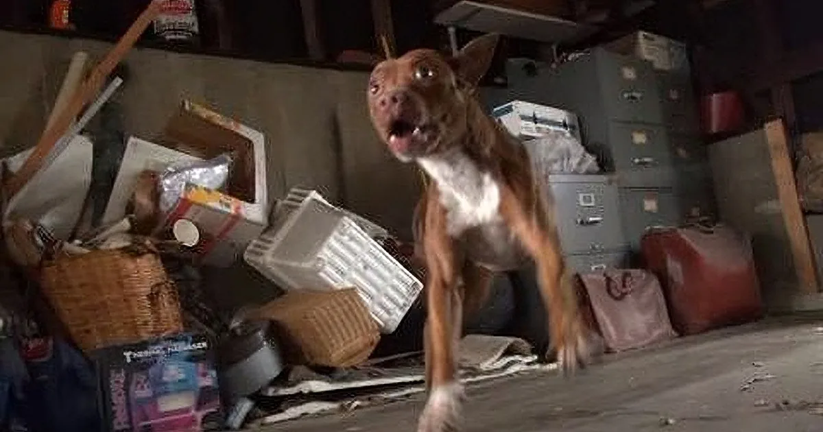 They Take the Dog Right out From the Garage, but the Dog''s Transformation? Wow!