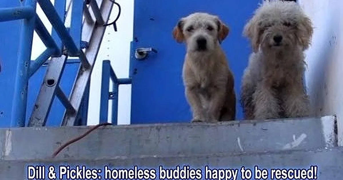Hope for Paws Saves Two Adorable Best Friends! You Won''t Believe How Friendly They Were!