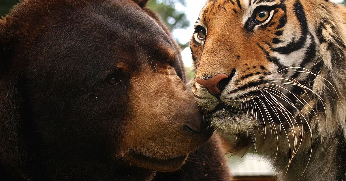 A Bear, a Lion and a Tiger Room Together. Hilarity Ensues! I Can''t Believe This Friendship!