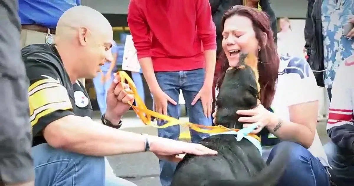 This Family Had to Move to South Korea, Leaving Their Dog Behind! They Were Heartbroken!