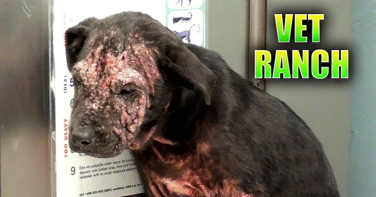 Abandoned Dog With Severe Mange Was About to Be Euthanized. Heartbreaking!
