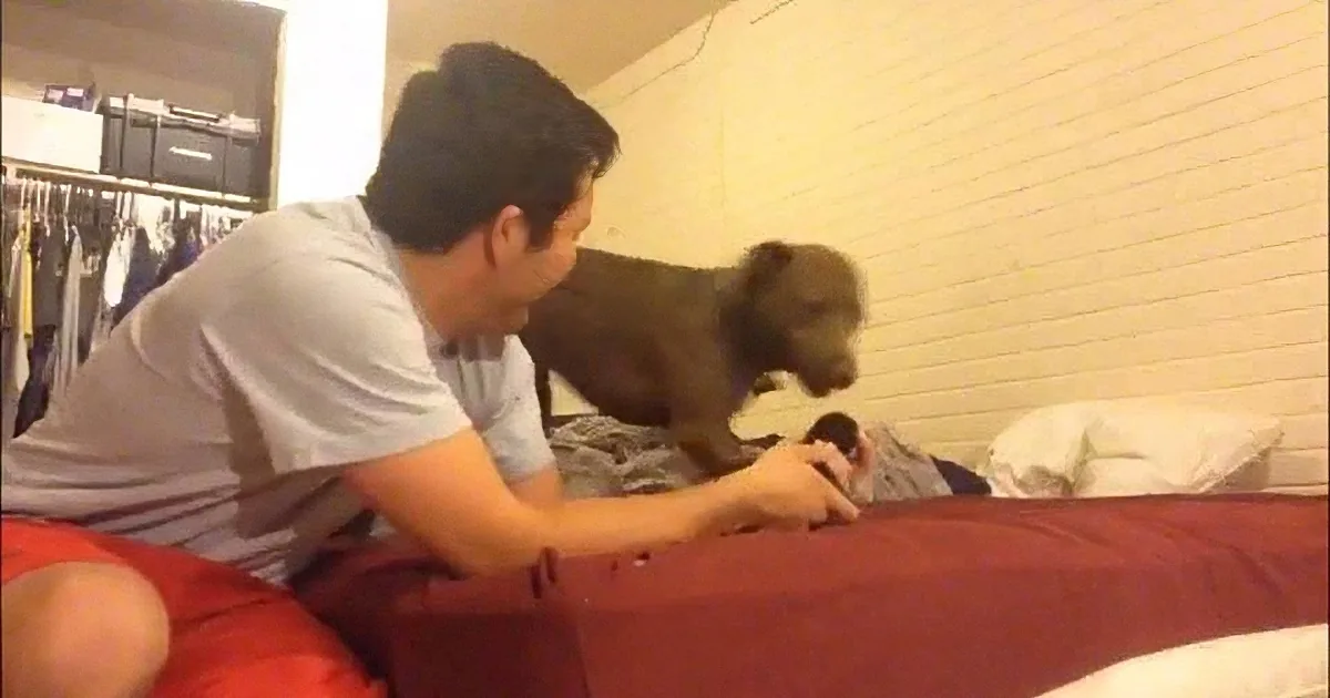 A man is sitting on a bed, looking at a small dog standing on the bed.