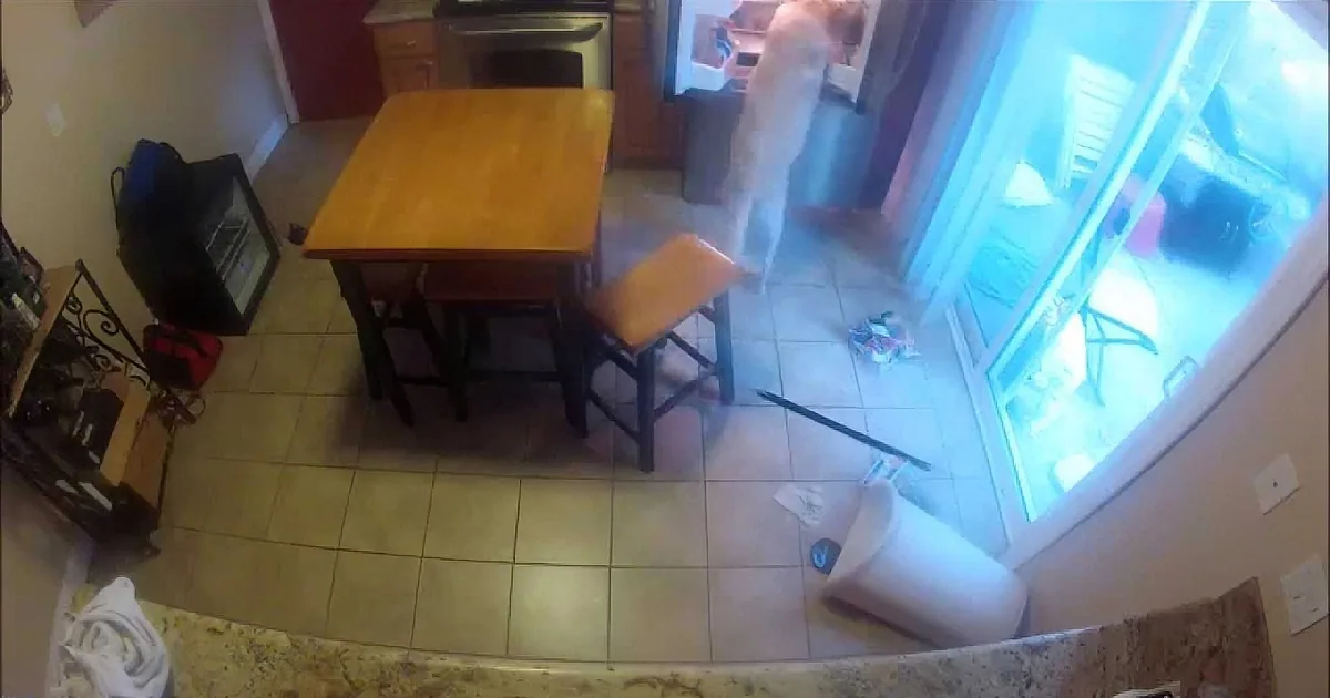 Family Sets up Camera to See Who Is Eating All the Food in the Fridge