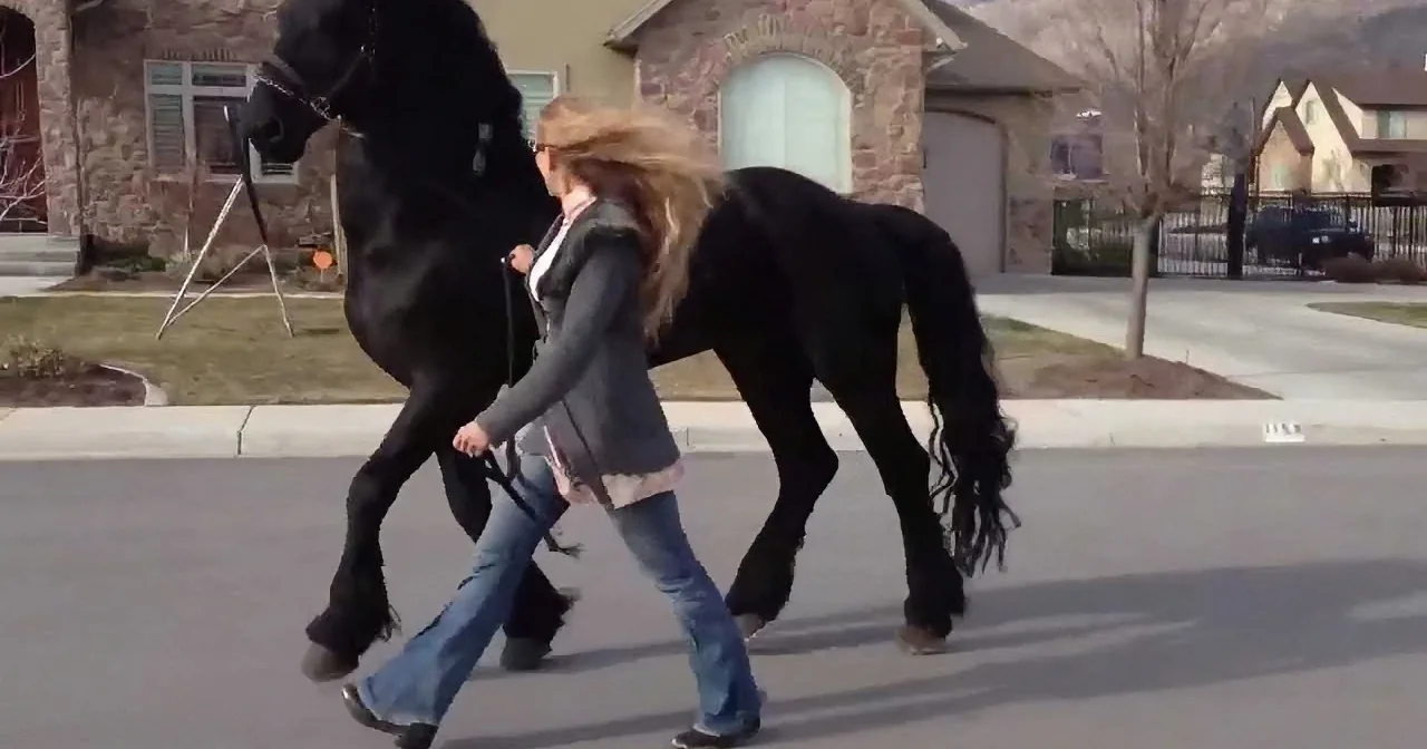 A woman in jeans and a jacket is leading a large black horse down a suburban street.