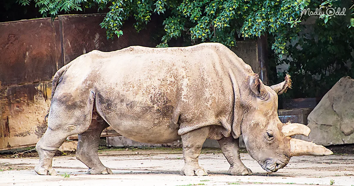 A rhinoceros stands on a concrete surface, its body covered in dirt, with trees and a rusted wall in the background.