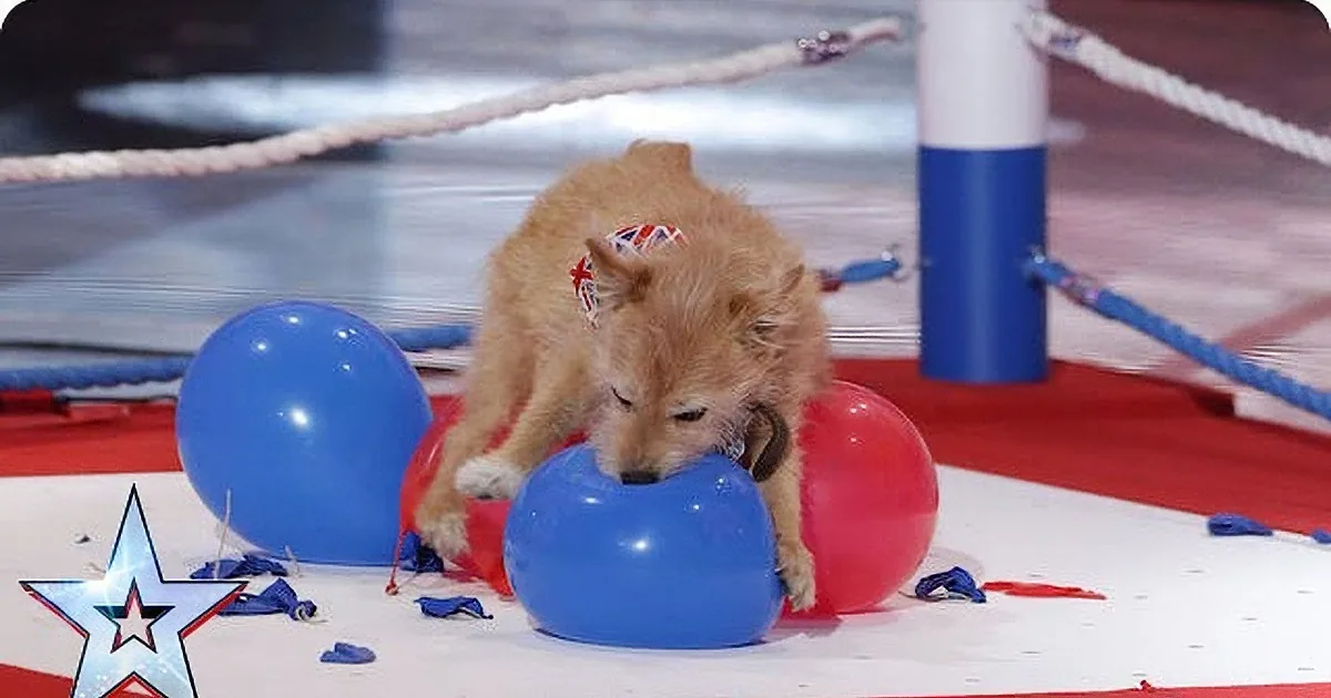 A small, fluffy puppy with a red bow is playing with blue balloons in a ring with red and white ropes.