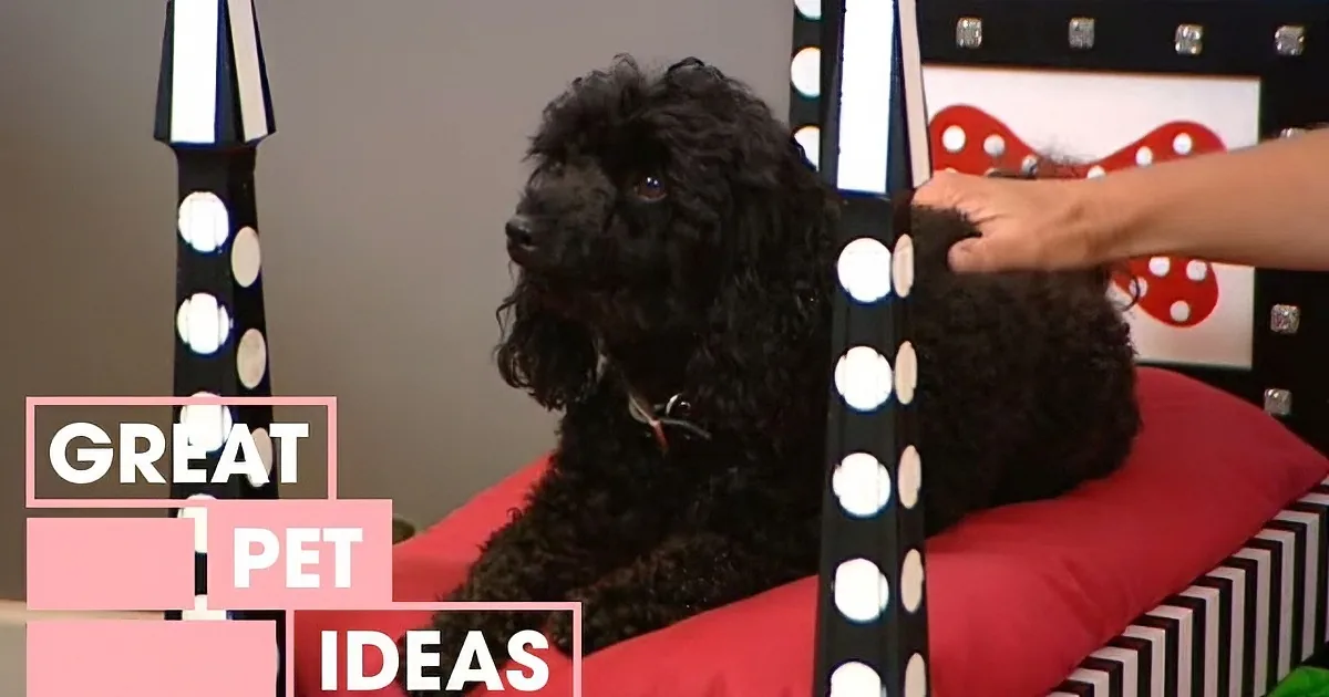 This Amazing Upcycling Project Will Let You Make a Luxurious Bed for Your Dog! Wow!