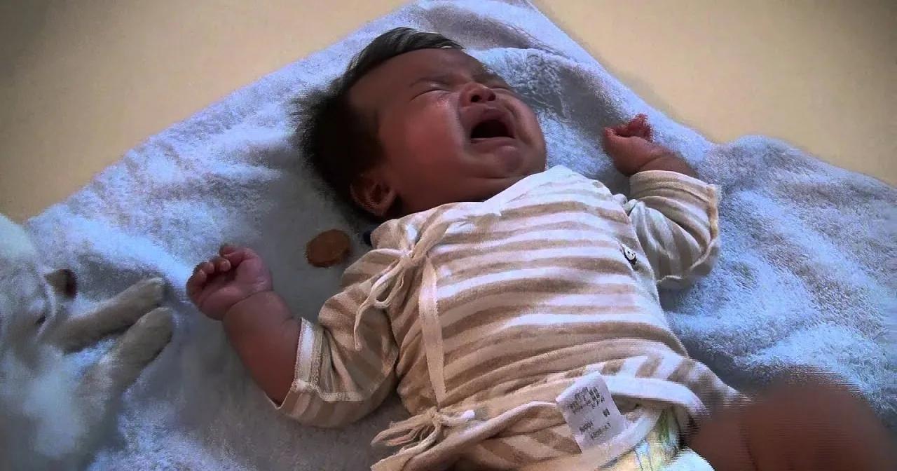 This Helpful Chihuahua Is Helping Daddy to Take Care of the Baby! Watch This Amazing Team Work!
