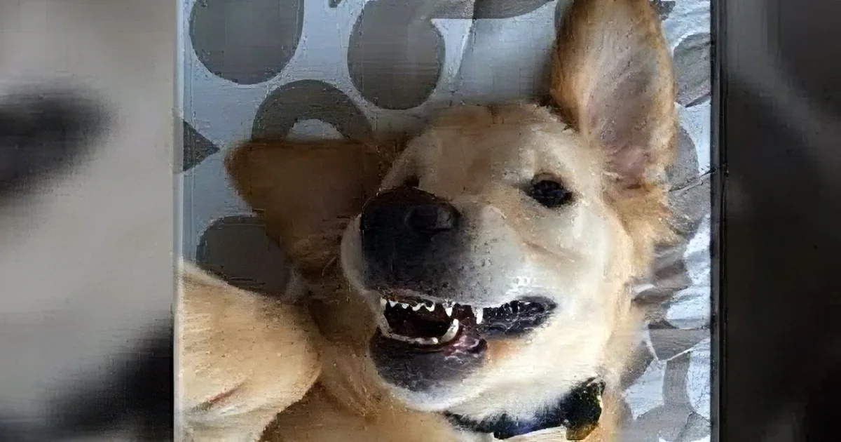 Wesley the Golden Retriever Needed Orthodontist Help! After Weeks of Braces His Problem Was Corrected!
