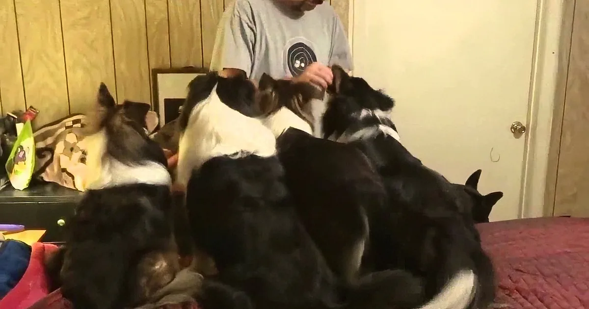 A person is surrounded by a group of black and white dogs on a bed.