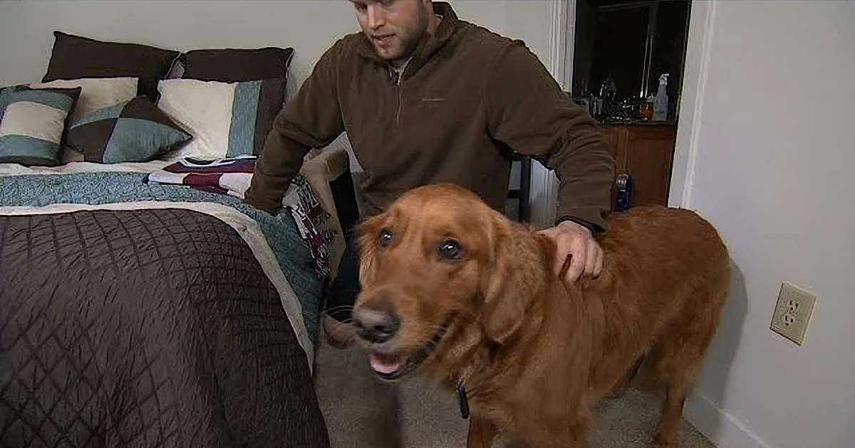 His Service Dog Became His Best Man, You''ll Tear up With Their Story!