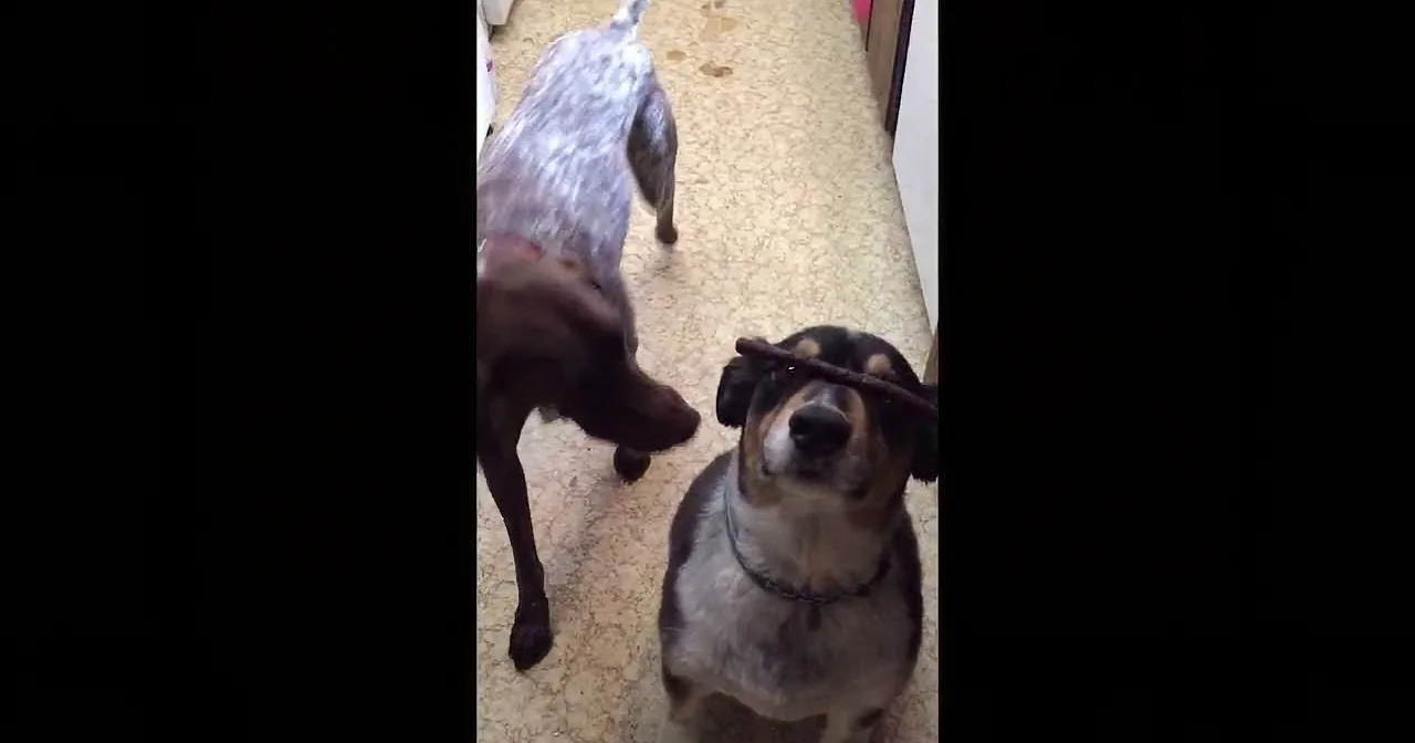 A dog holds a stick in its mouth while another dog walks away in the background.
