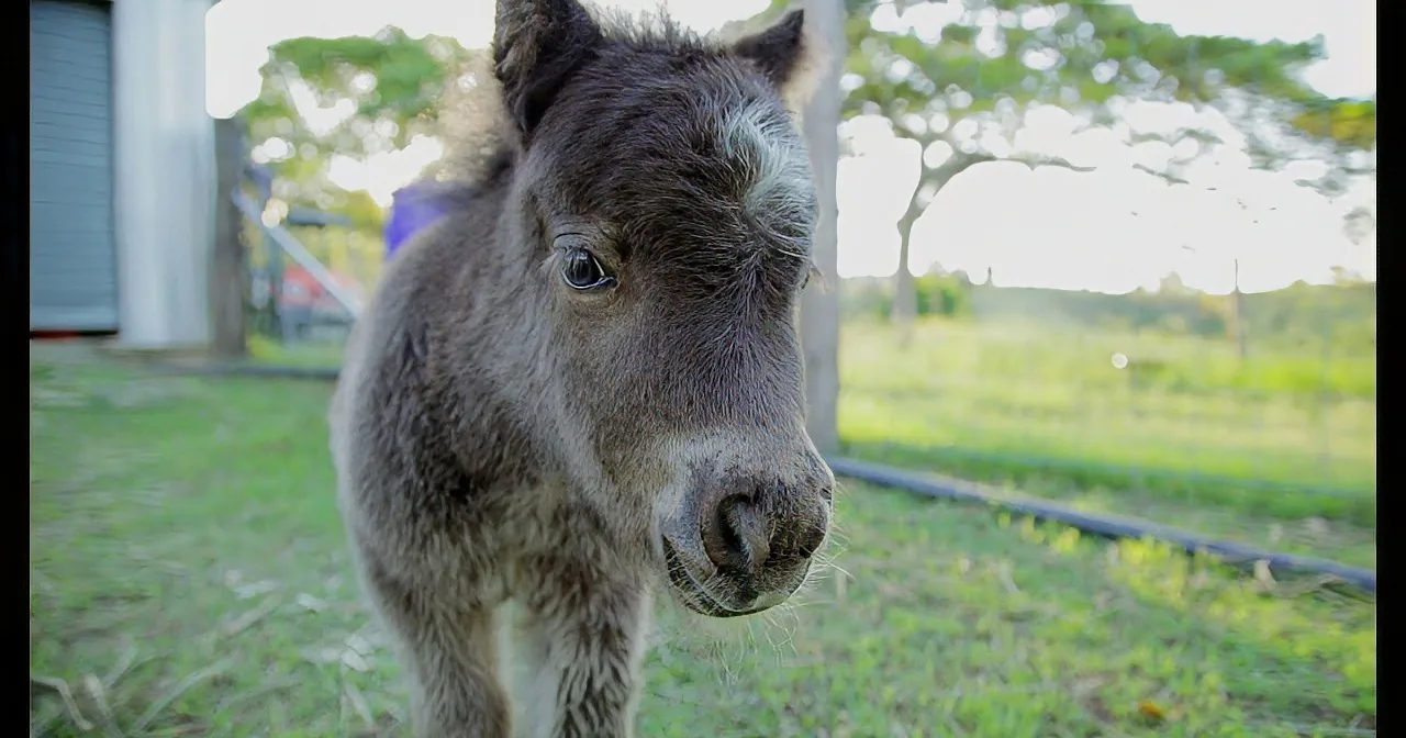 A close-up of a donkey's face with a grassy field and trees in the background.
