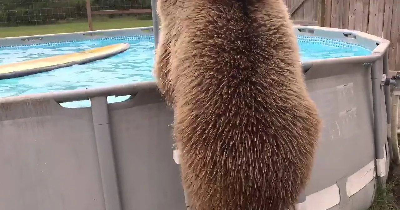A bear stands by an above-ground pool, its back and legs visible, with a wooden fence and grassy area in the background.