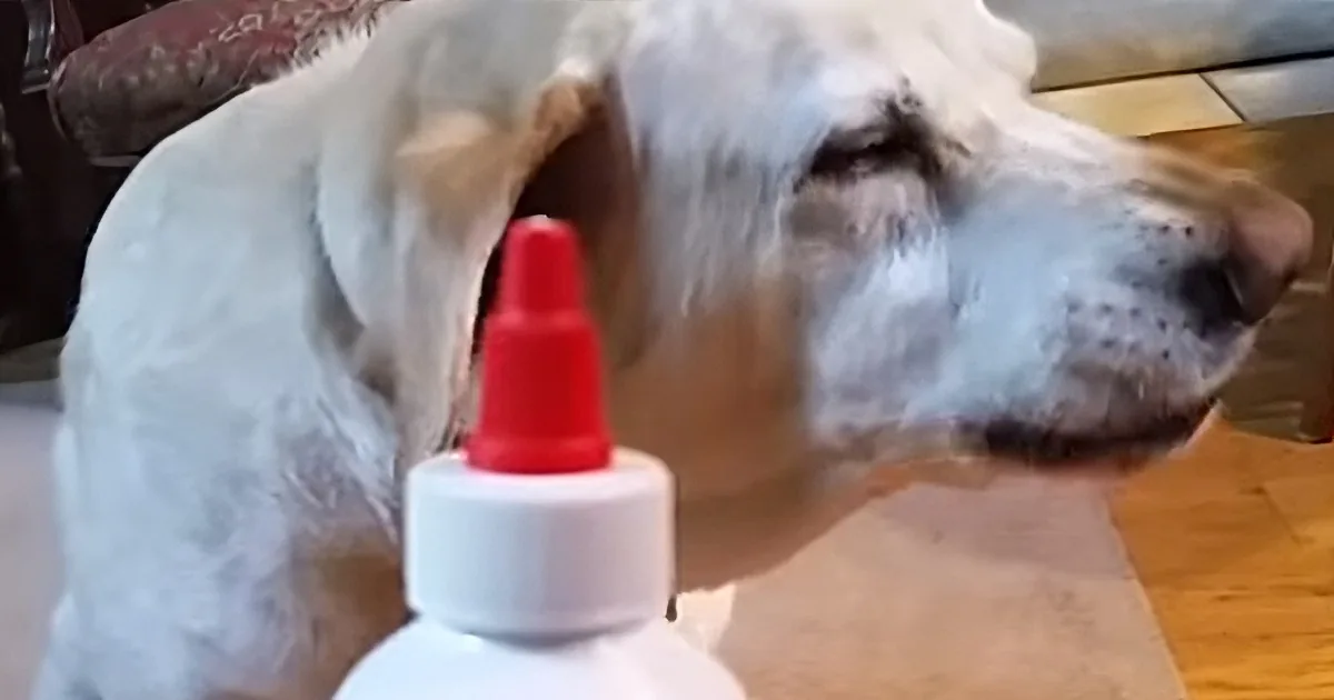 A dog is trying to avoid ear medicine, showing a funny reaction to the treatment.