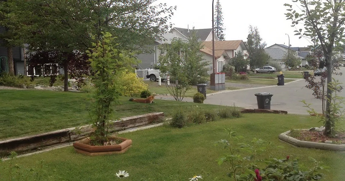 They Saw a Baby Fox Playing With Their Pet''s Toys. Now Watch the Dog''s Reaction...