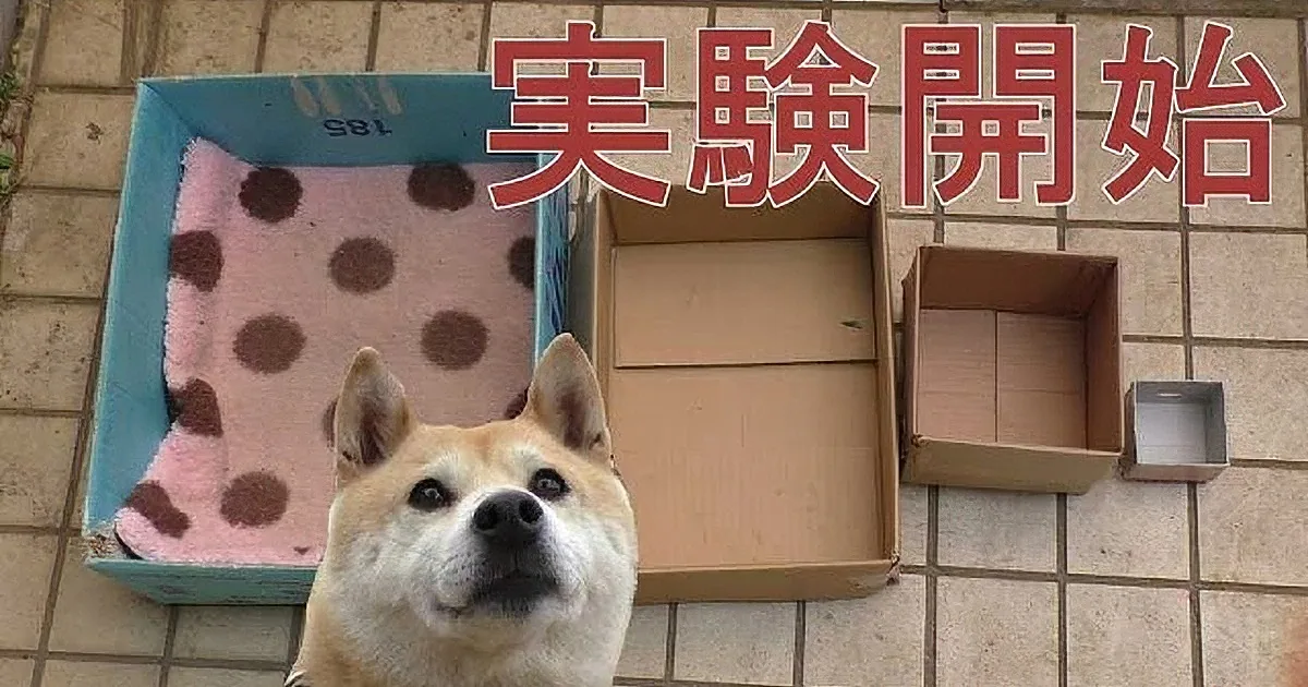 A Shiba Inu dog is in front of a cardboard box with a pink polka dot blanket inside, and Japanese text "実験開始" (Experiment...