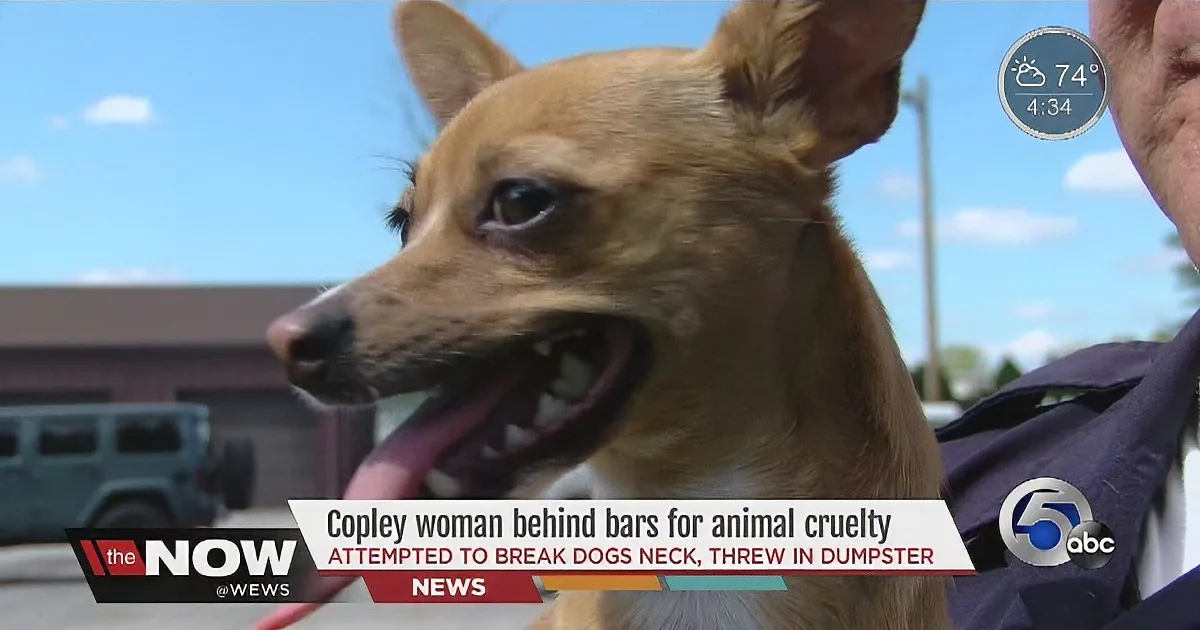 A small dog with its mouth open, appearing distressed, is shown in a news broadcast about animal cruelty.
