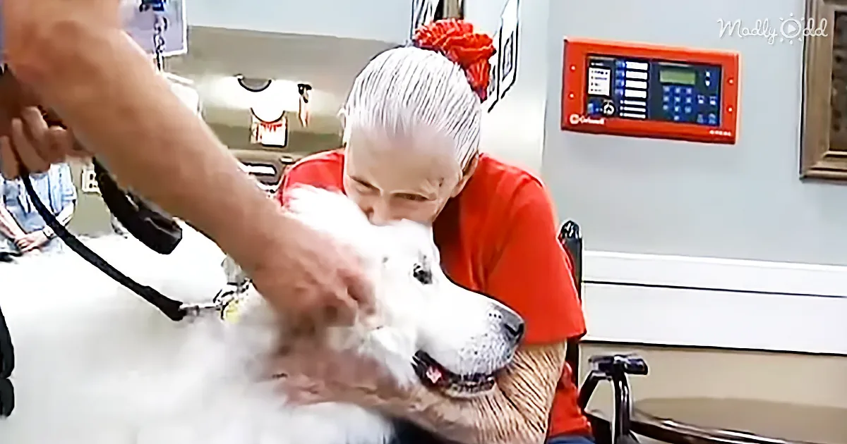 This Great Pyrenees Spends His Days With the Elderly. What a Beautiful Job for This Beautiful Dog