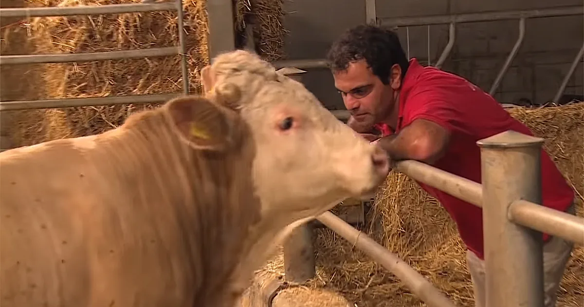 This Bull Was Confined His Whole Life. Check out His Reaction to the Man in Red.