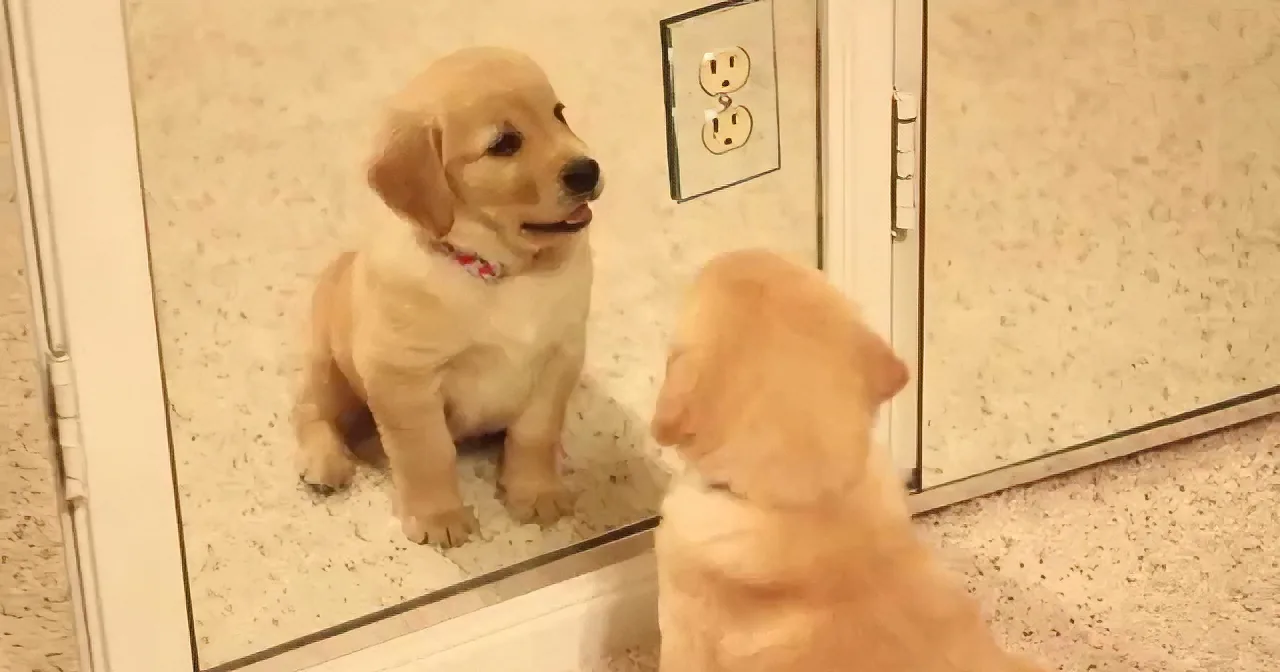 A golden retriever puppy examines its reflection in a mirror, appearing curious and slightly confused.