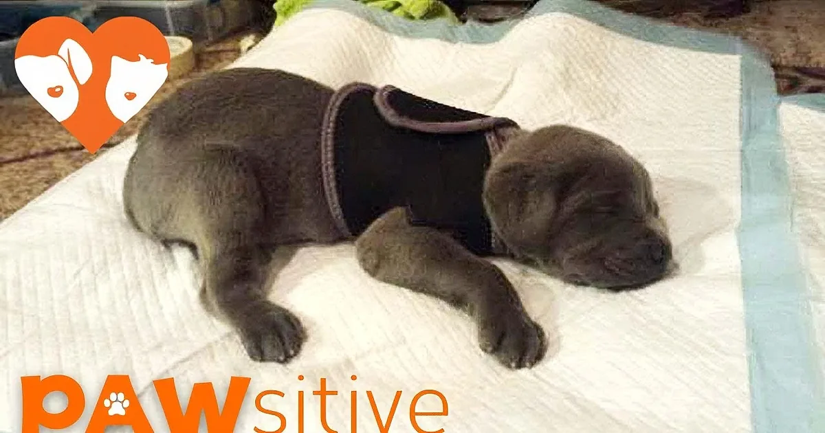 Rejected 4-Week-Old Mastiff Puppy Faces Euthanasia. Then Her Breeder Made a Post Online...