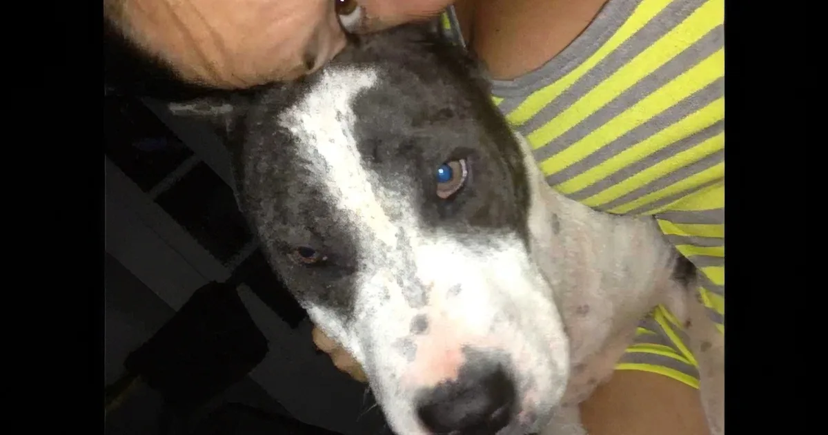 They Find a Lost Dog on the Streets, Then Vets Realize the Shocking Truth...
