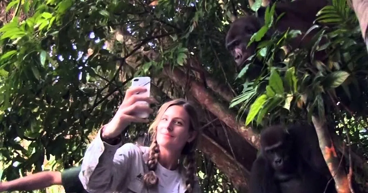 A gorilla in a tree is being photographed by a person with a phone.