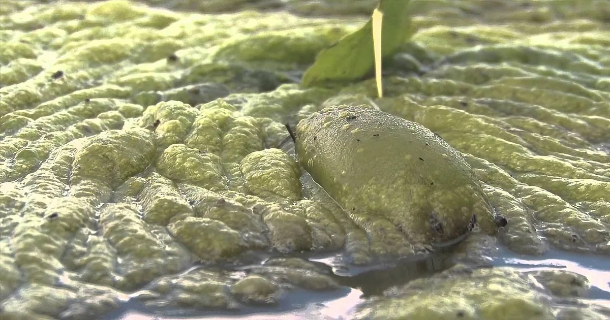 His Dog Died From Eating This Green Slime. Here''s What You Need to Know for Your Pet at Home!