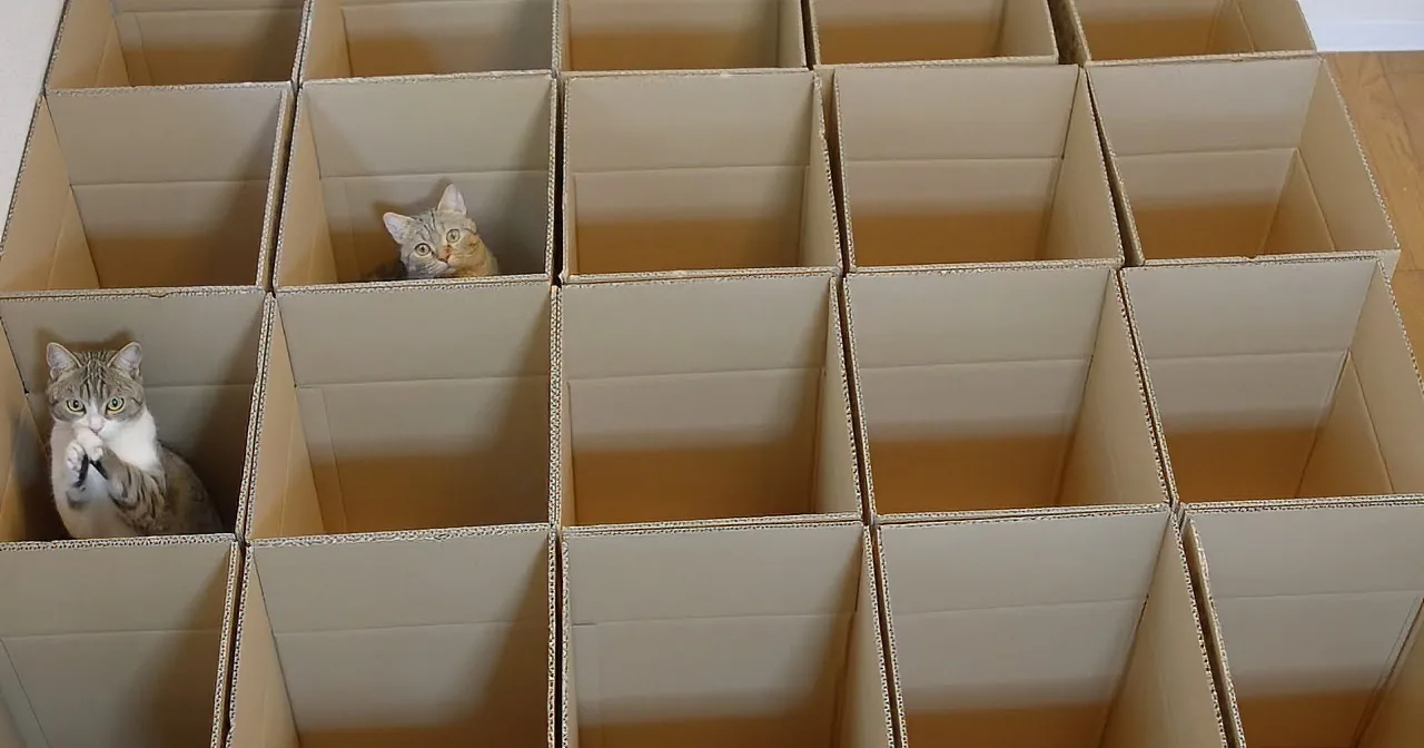 Three cats peek out from within a large, multi-compartment cardboard box maze.