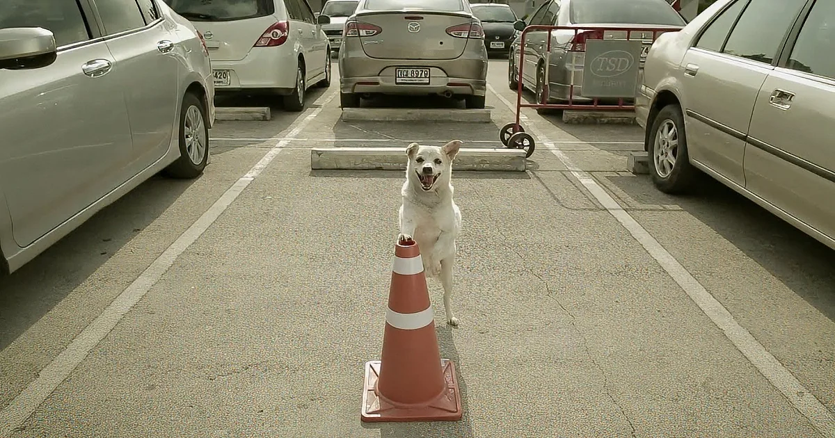 Stray Dog Steals Man''s Computer...but When He Runs After Him? This Left Me Awestruck!