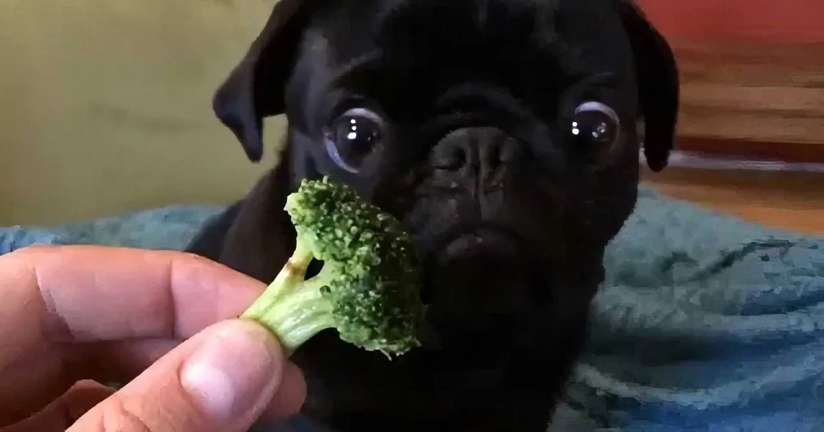 Little Pug Has the Most Hilarious Reaction to Broccoli. I Can''t Stop Laughing!