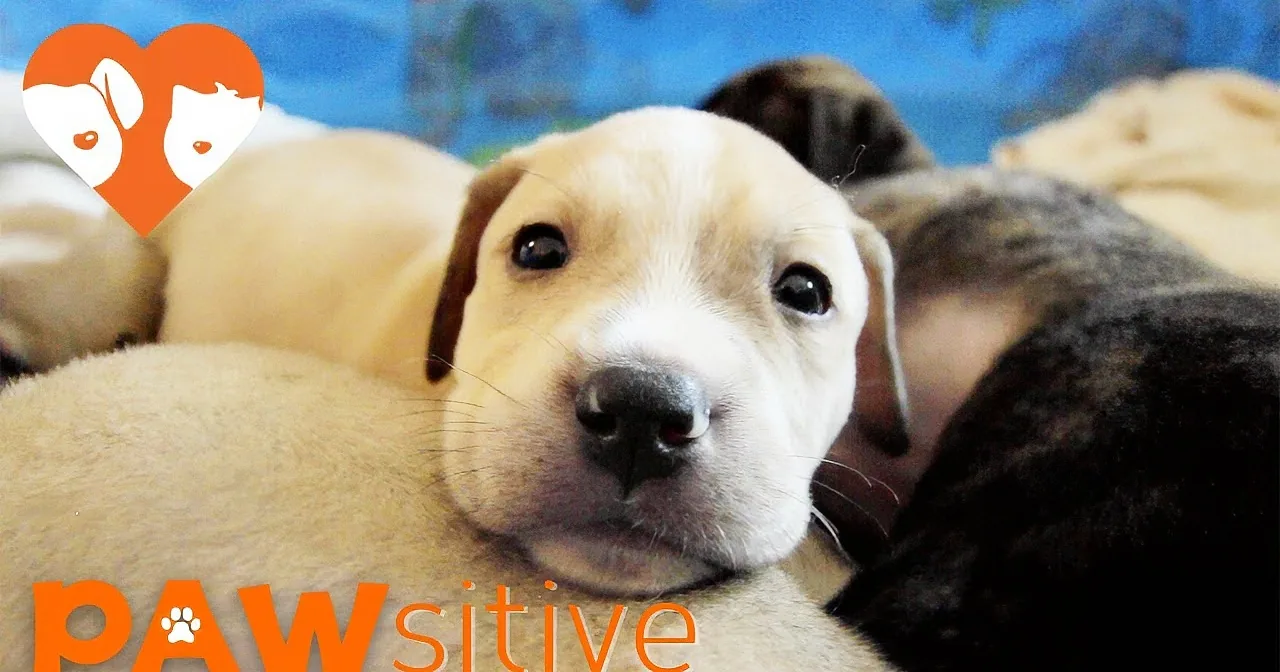 A light brown puppy with a white muzzle and dark eyes is lying down, surrounded by other puppies.