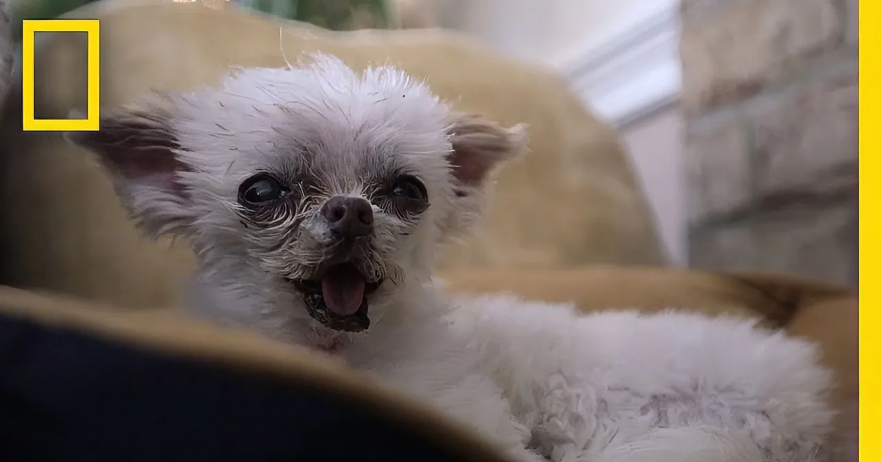 A fluffy white puppy with a slightly open mouth and big, dark eyes is lying on a cushioned surface.