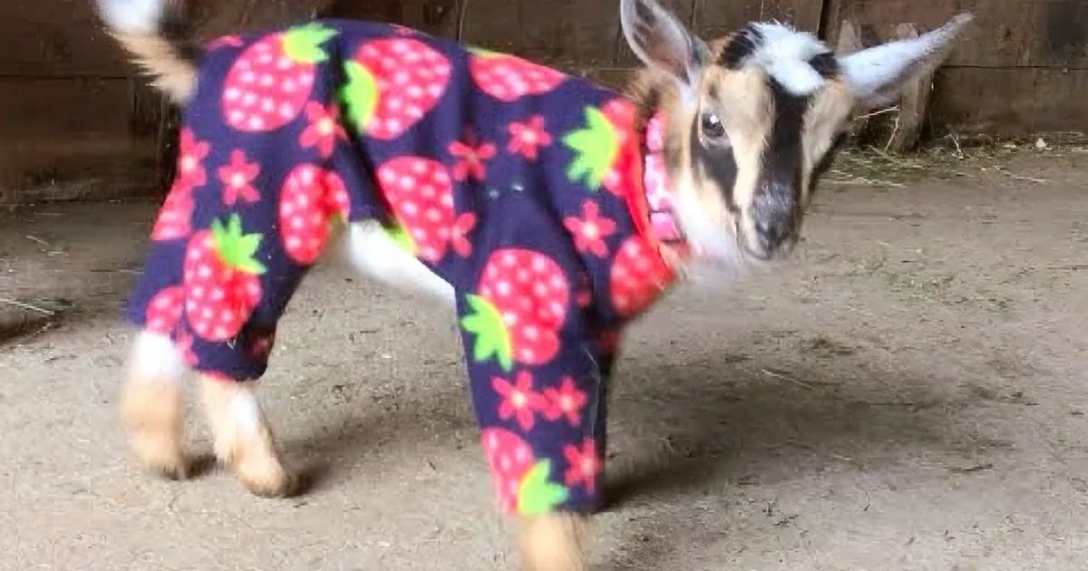 Pygmy Goats in Pajamas - You''re Welcome