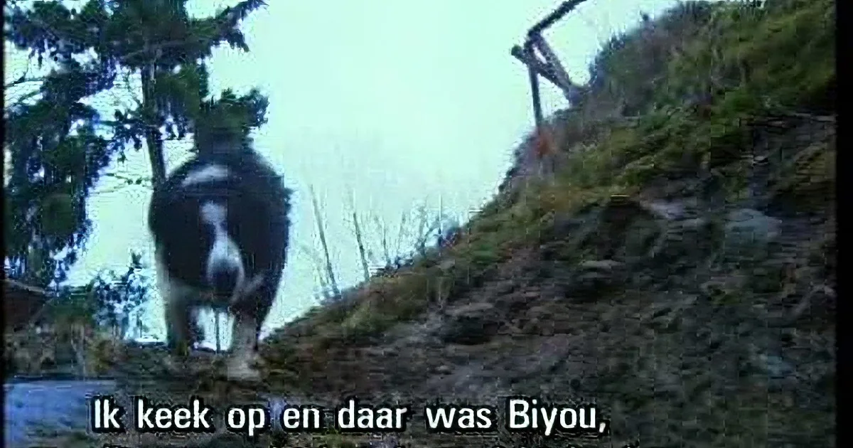 A black and white dog stands on a rocky hillside, looking up, with subtitles in Dutch at the bottom.