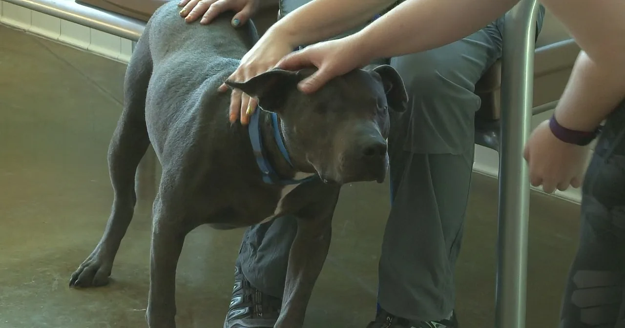This Blind Pit Bull Was Abandoned in a Junkyard... Now Watch When He Goes Home!