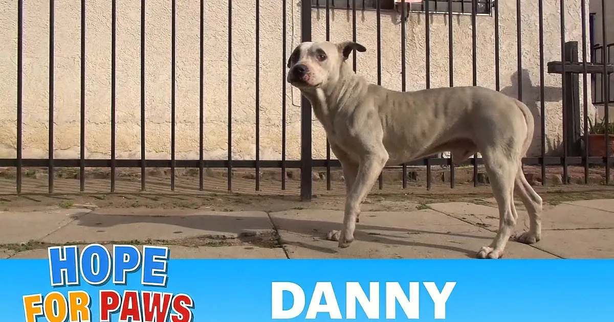 A dog named Danny, part of a homeless pit bull rescue, is being fed by a person outside a fenced area.