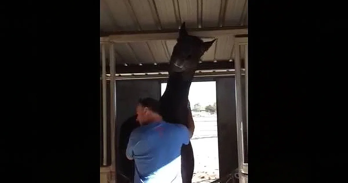 A person in a blue shirt is holding a black horse by its tail, with the horse's head near the ceiling.