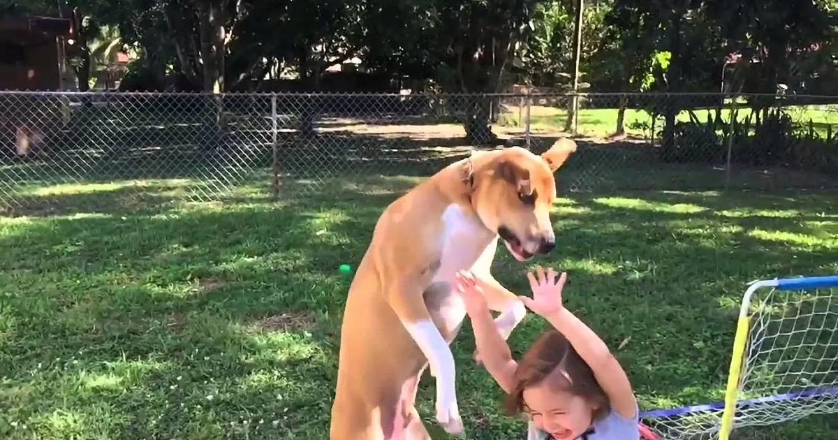 A dog playfully interacts with a child in a grassy park, with a fence and trees in the background.