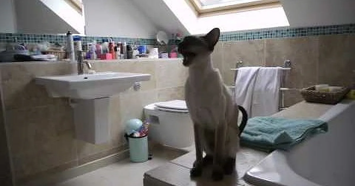 These Cats Go Absolutely Stark Raving Mad When They Have a Shower!