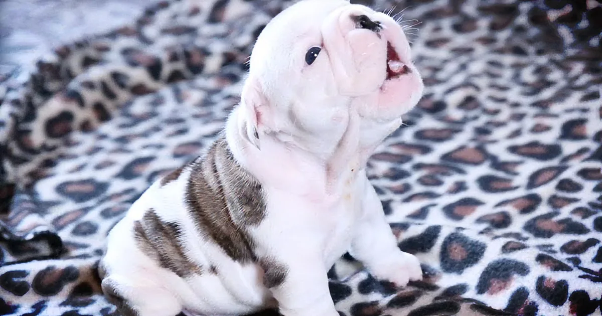 A cute bulldog puppy with a white and brown coat sits on a leopard-print blanket, looking up with a curious expression.