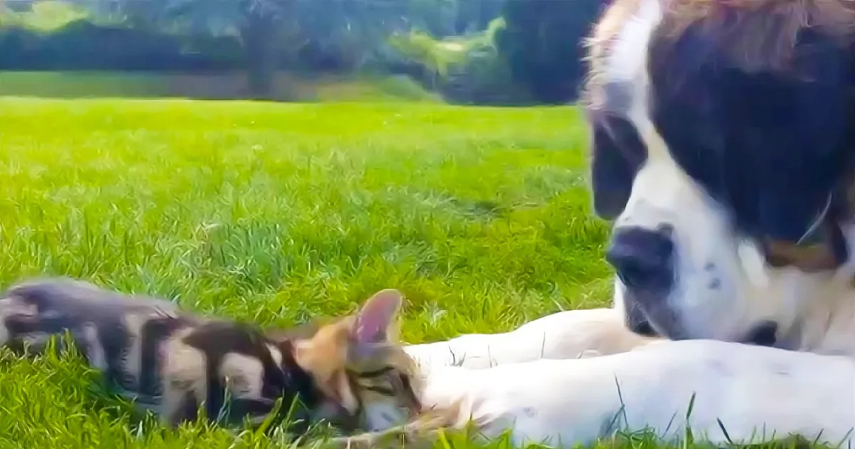 A Giant St Bernard and a Tiny Kitten, Together They Make for the Cutest Video Ever