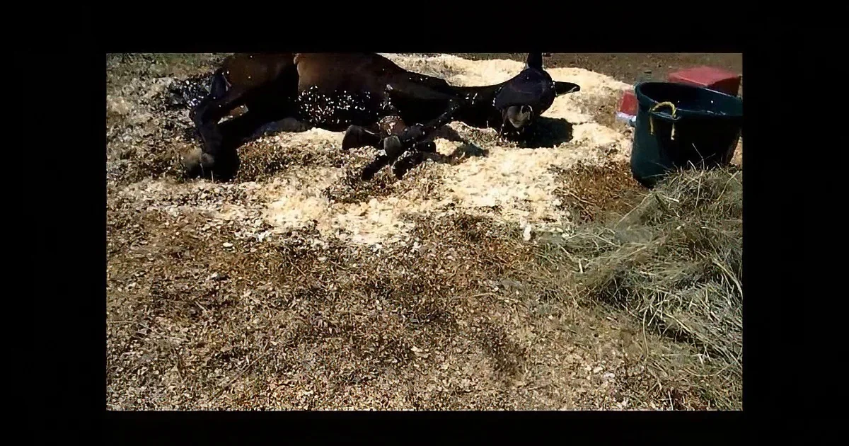 A dark horse lies on its side in a pile of sawdust, with a green bucket nearby.