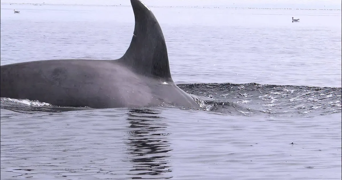 A whale's dorsal fin and part of its body are visible above the water's surface.