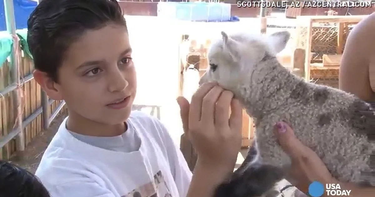 A boy holds a lamb while a woman pets it at an outdoor event in Scottsdale, AZ.