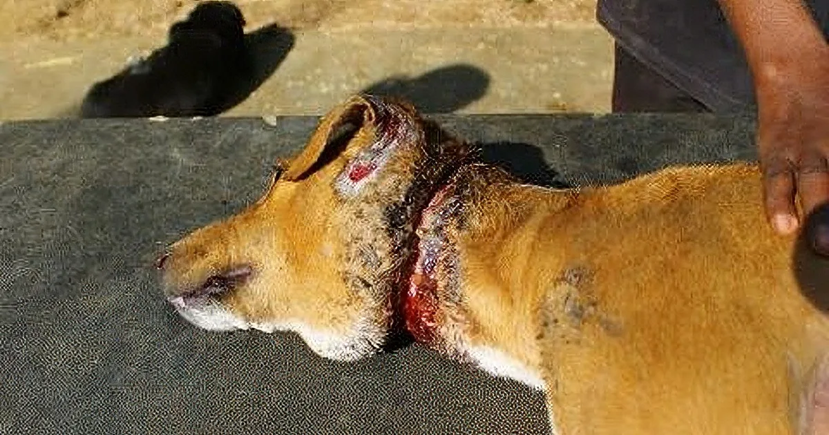A dog with a severe wound on its neck is being examined by a person.
